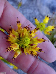 Erica parilis parilis