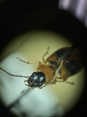 Badister neopulchellus