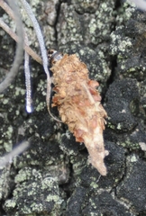 Lepidoptera