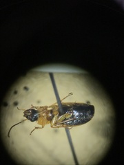 Badister neopulchellus