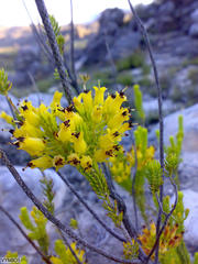 Erica parilis parilis