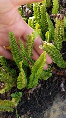 Polystichum kruckebergii