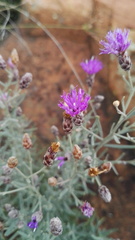 Oocephala staehelinoides