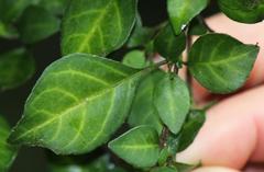 Sclerochiton harveyanus