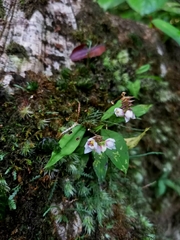 Cheiradenia cuspidata