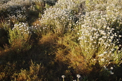 Aspalathus divaricata divaricata