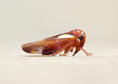 Balcanocerus provancheri