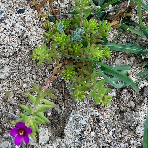 Image of Portulaca californica by (c) Bill Levine, some rights reserved (CC BY)