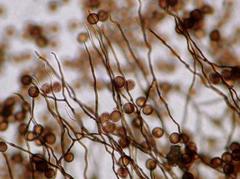 Polyschismium chailletii