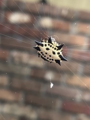 Gasteracantha cancriformis