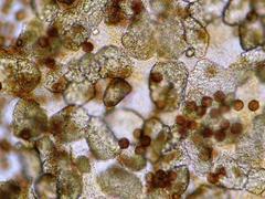 Polyschismium chailletii