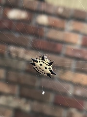 Gasteracantha cancriformis