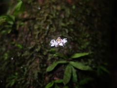 Cheiradenia cuspidata