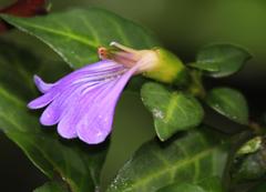 Sclerochiton harveyanus