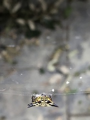 Gasteracantha cancriformis