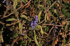 Coleus barbatus grandis