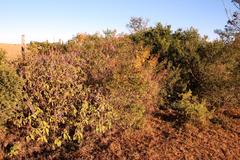 Coleus barbatus grandis