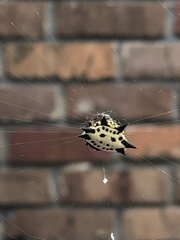 Gasteracantha cancriformis