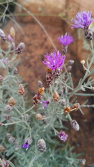 Oocephala staehelinoides