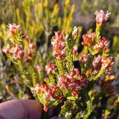 Passerina galpinii
