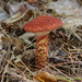 Suillus spraguei - Photo (c) tombigelow, alguns direitos reservados (CC BY-NC), uploaded by tombigelow