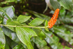 Elleanthus hymenophorus