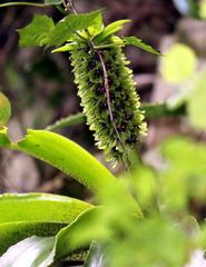 Eucomis autumnalis clavata