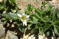 Cerastium pyrenaicum