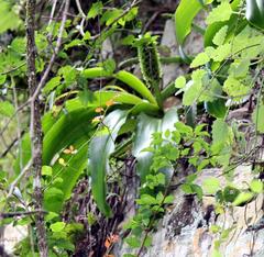 Eucomis autumnalis clavata