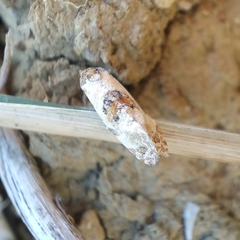 Neocochylis hybridella