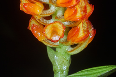 Elleanthus hymenophorus