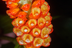 Elleanthus hymenophorus