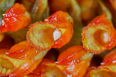 Elleanthus hymenophorus