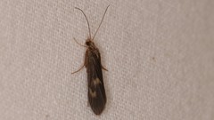 Neureclipsis bimaculata