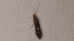 Neureclipsis bimaculata