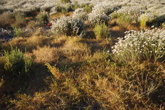 Aspalathus divaricata divaricata