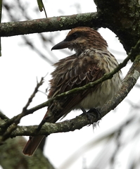 Myiodynastes maculatus difficilis