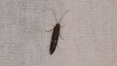 Neureclipsis bimaculata