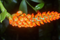 Elleanthus hymenophorus