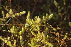 Aspalathus divaricata divaricata