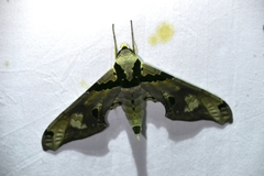 Adhemarius gannascus