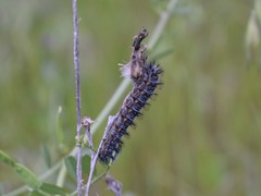 Euphydryas chalcedona