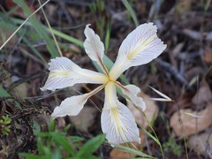 Iris fernaldii