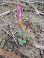 Oxalis eckloniana-nidulans