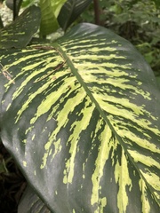 Dieffenbachia seguine