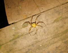 Araneus pegnia