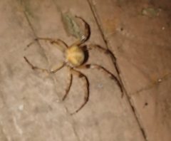 Araneus pegnia