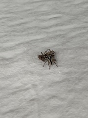 Menemerus bivittatus