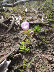 Oxalis commutata commutata