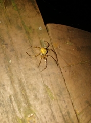 Araneus pegnia
